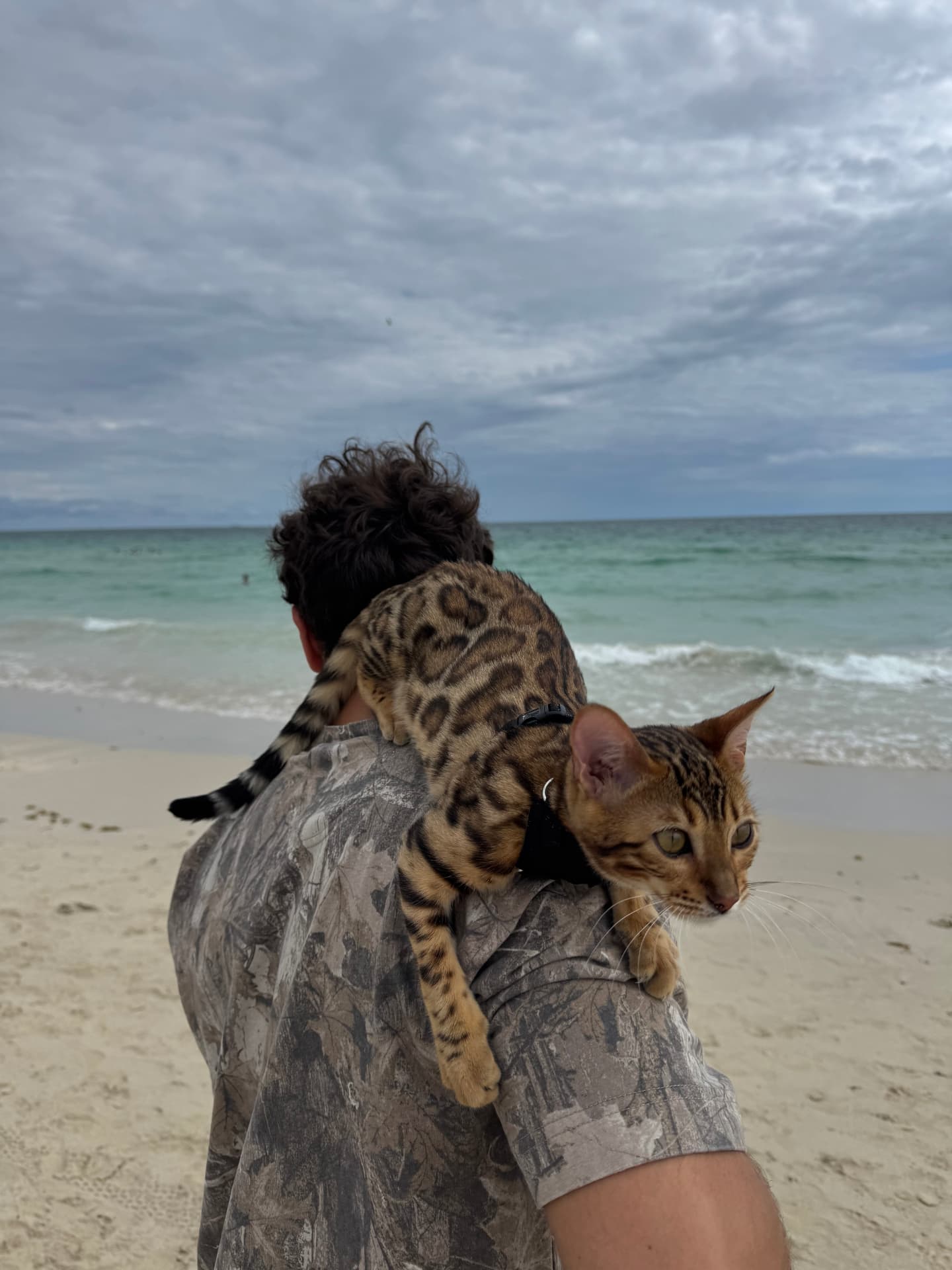 Christian at the beach with one of our Bengal cats on his shoulder