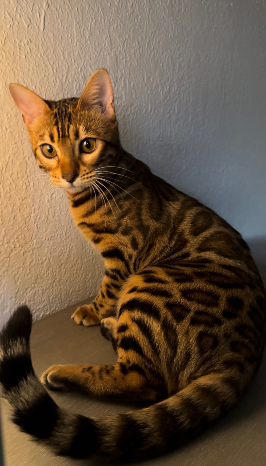 Bengal cat with rosetted coat sitting and looking over its shoulder